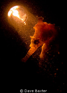 taken in the swan river with only a small torch to illumi... by Dave Baxter 